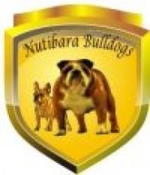             cachorros para la venta de raza Bulldog frances del criadero Nutibara Bulldogs


            


            


            